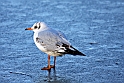 Hattemage vinter